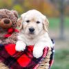 Image of Sophie, a Golden Retriever puppy