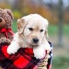 Image of Sophie, a Golden Retriever puppy