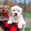 Image of Sophie, a Golden Retriever puppy