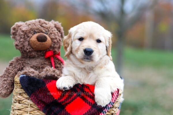 Image of Sophie, a Golden Retriever puppy