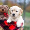 Image of Sophie, a Golden Retriever puppy