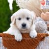 Image of Sprinkles, a Golden Retriever puppy