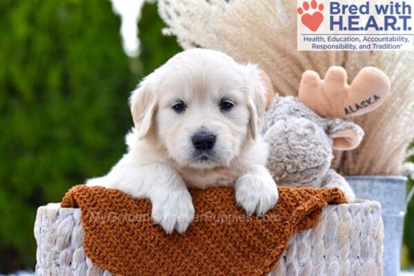 Image of Sprinkles, a Golden Retriever puppy