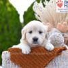 Image of Sprinkles, a Golden Retriever puppy