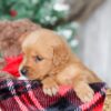 Image of Star, a Golden Retriever puppy