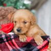 Image of Star, a Golden Retriever puppy