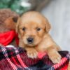 Image of Star, a Golden Retriever puppy