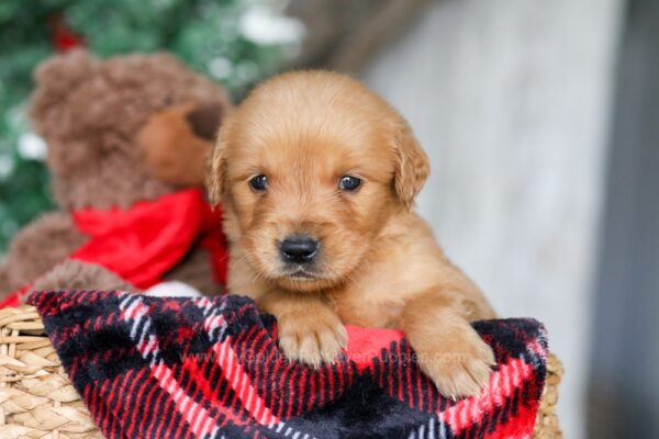 Image of Star, a Golden Retriever puppy