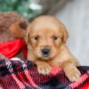 Image of Star, a Golden Retriever puppy