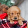 Image of Star, a Golden Retriever puppy