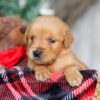 Image of Star, a Golden Retriever puppy