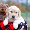 Image of Stella, a Golden Retriever puppy