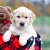 Image of Stella, a Golden Retriever puppy