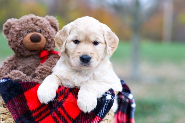 Image of Stella, a Golden Retriever puppy