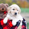 Image of Stella, a Golden Retriever puppy