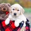 Image of Stella, a Golden Retriever puppy