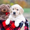 Image of Stella, a Golden Retriever puppy