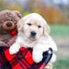 Image of Stella, a Golden Retriever puppy