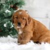 Image of Taylor, a Golden Retriever puppy