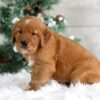 Image of Taylor, a Golden Retriever puppy