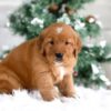 Image of Taylor, a Golden Retriever puppy