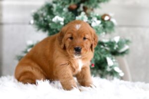 Image of Taylor, a Golden Retriever puppy