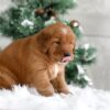 Image of Taylor, a Golden Retriever puppy