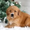 Image of Tori, a Golden Retriever puppy