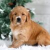 Image of Tori, a Golden Retriever puppy