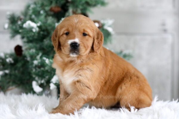 Image of Tori, a Golden Retriever puppy