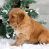 Image of Tori, a Golden Retriever puppy