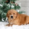 Image of Tori, a Golden Retriever puppy