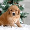 Image of Tori, a Golden Retriever puppy