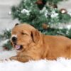 Image of Tori, a Golden Retriever puppy