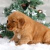 Image of Trevor, a Golden Retriever puppy