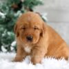 Image of Trevor, a Golden Retriever puppy