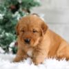 Image of Trevor, a Golden Retriever puppy