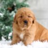 Image of Trevor, a Golden Retriever puppy