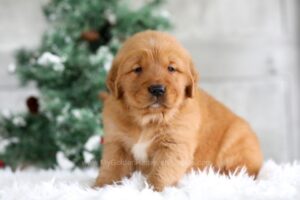 Image of Trevor, a Golden Retriever puppy