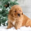 Image of Trevor, a Golden Retriever puppy