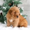 Image of Trevor, a Golden Retriever puppy