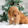 Image of Trevor, a Golden Retriever puppy