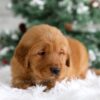 Image of Trevor, a Golden Retriever puppy