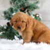 Image of Trevor, a Golden Retriever puppy