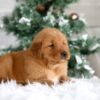 Image of Trevor, a Golden Retriever puppy