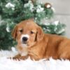 Image of Trixie, a Golden Retriever puppy