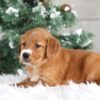 Image of Trixie, a Golden Retriever puppy