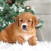 Image of Trixie, a Golden Retriever puppy