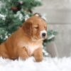 Image of Trixie, a Golden Retriever puppy