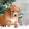 Image of Trixie, a Golden Retriever puppy